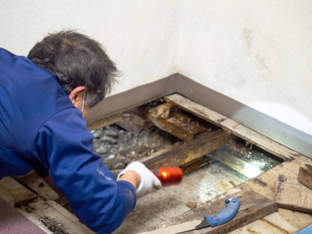 Best White Mold Remediation in Byron, IL