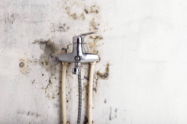 Best Bathroom Mold Remediation in Byron, IL