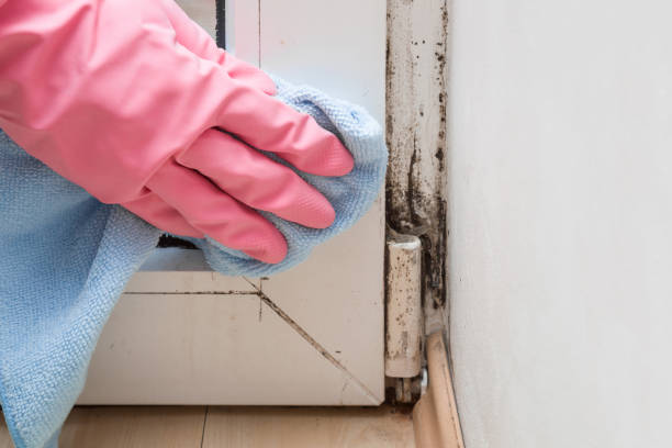 Best Basement Mold Remediation in Byron, IL