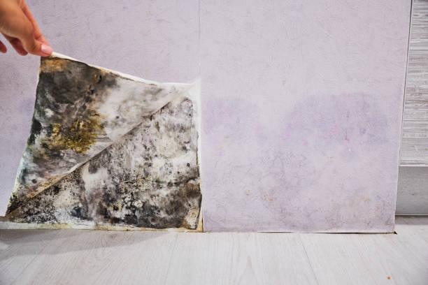 Best Kitchen Mold Remediation in Byron, IL